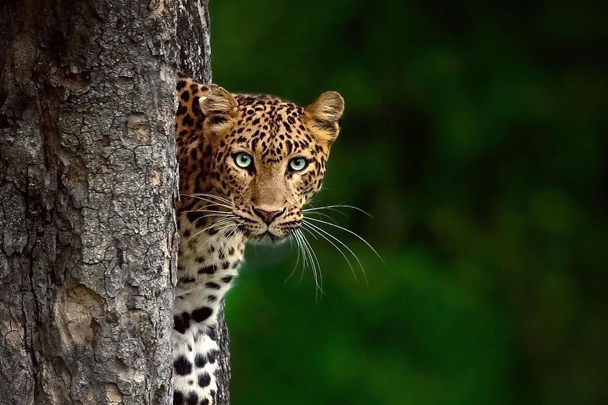 indian-wildlife-photography-featured