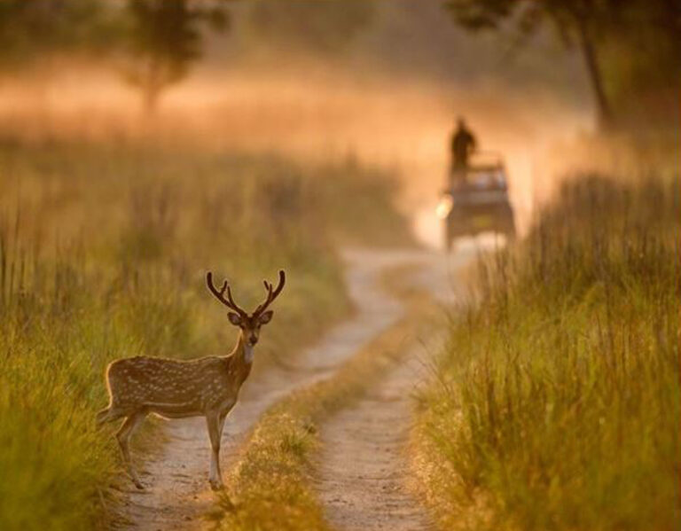 Pench Wildlife Tour