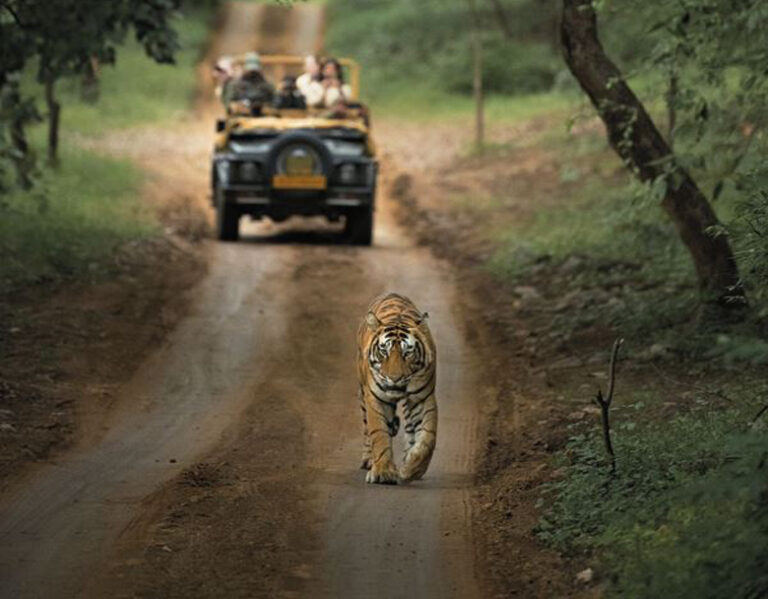 Pench Wildlife Tour