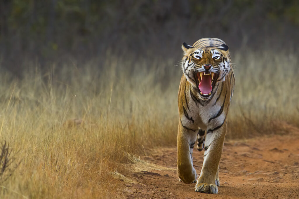 Pench Wildlife Tour