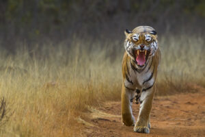 Pench Wildlife Tour