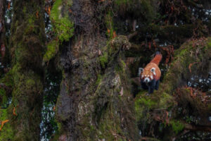 Singalia Red Panda Expedition