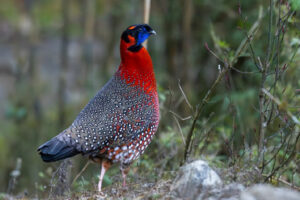 Bhutan Birding Tour