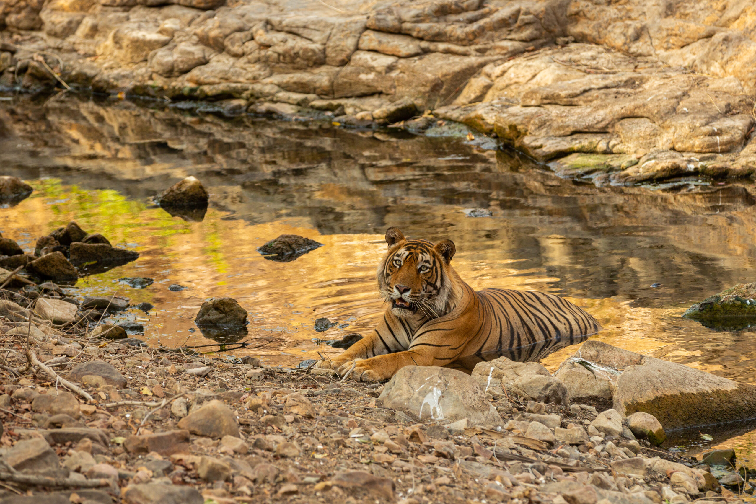 Amazing tiger in the nature habitat